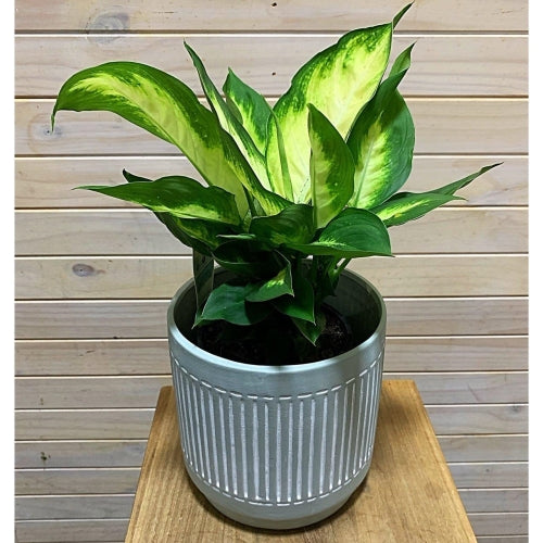 Dieffenbachia 200mm
