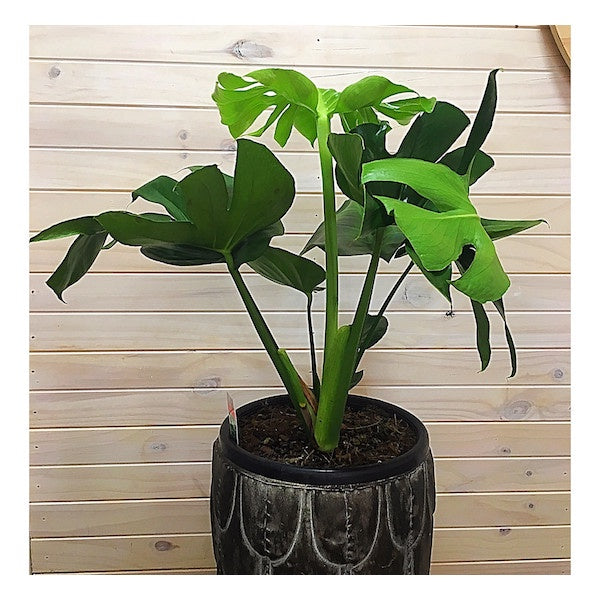 Monstera - Deliciosa
