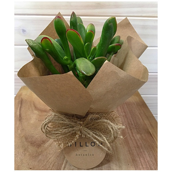 100mm Succulent