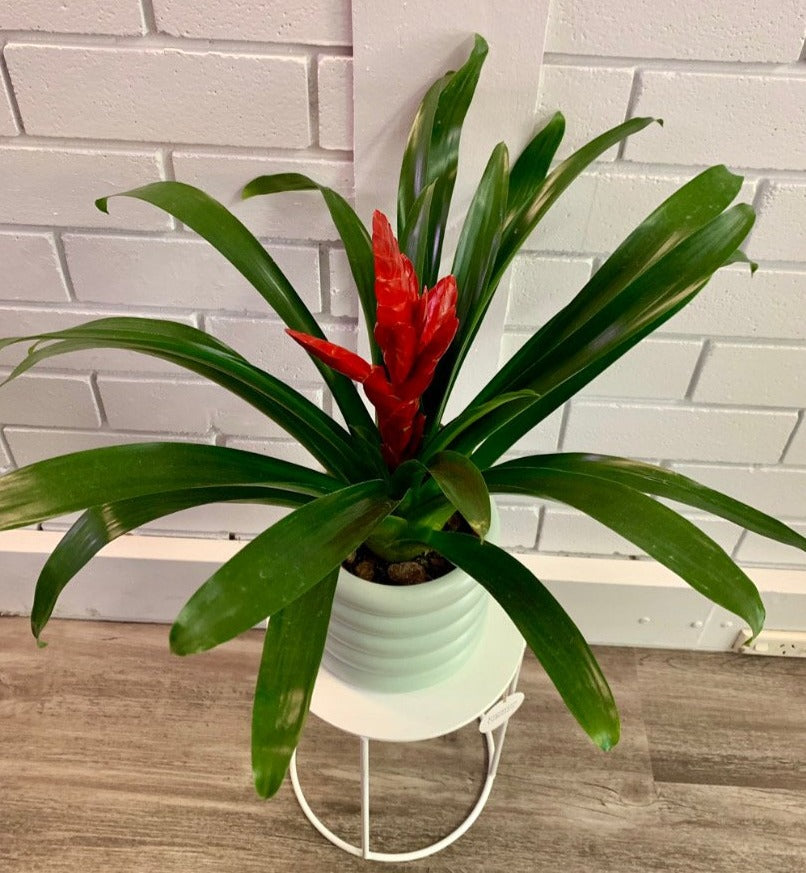 Bromeliad in 140mm pot. Bright, focal flower in centre, often in red, orange and pinks. Long glossy, green leaves. Available for delivery to Yamba, Maclean, Grafton & Iluka from Willow Botanica Florist.
