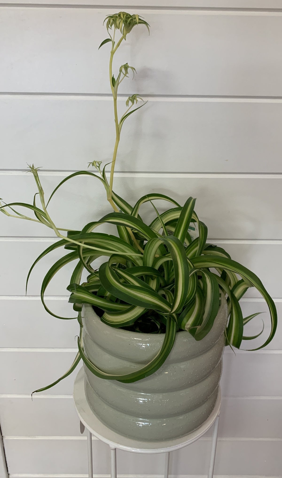 Ribbon Plant - Curly - 200mm