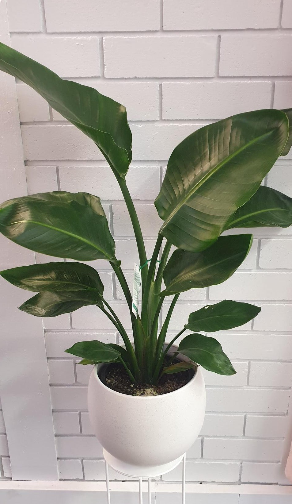 Striking, tropical like indoor plant, with large glossy, dark green leaves. Available for delivery to Yamba, Maclean, Grafton & Iluka from Willow Botanica Florist. 