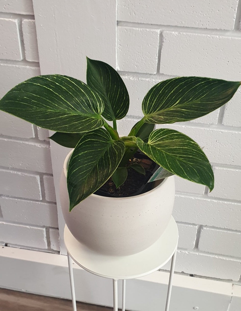 Small foliage plant, with large patterned leaves. Available for delivery to Yamba, Maclean, Grafton & Iluka from Willow Botanica Florist.