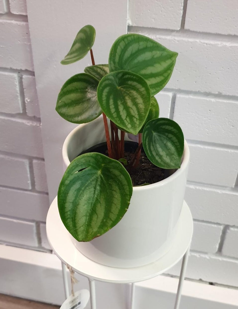 Small indoor plant with distinctive leaves & red stems. The leaves are variegate & resemble the colouring of a watermelon- dark & light green stripes. Available for delivery to Yamba, Maclean, Grafton & Iluka from Willow Botanica Florist.