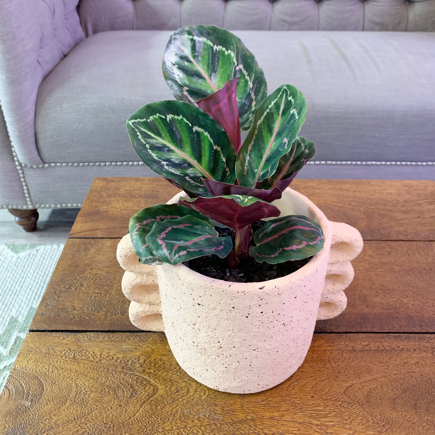 Calathea - Multicolour - 140mm
