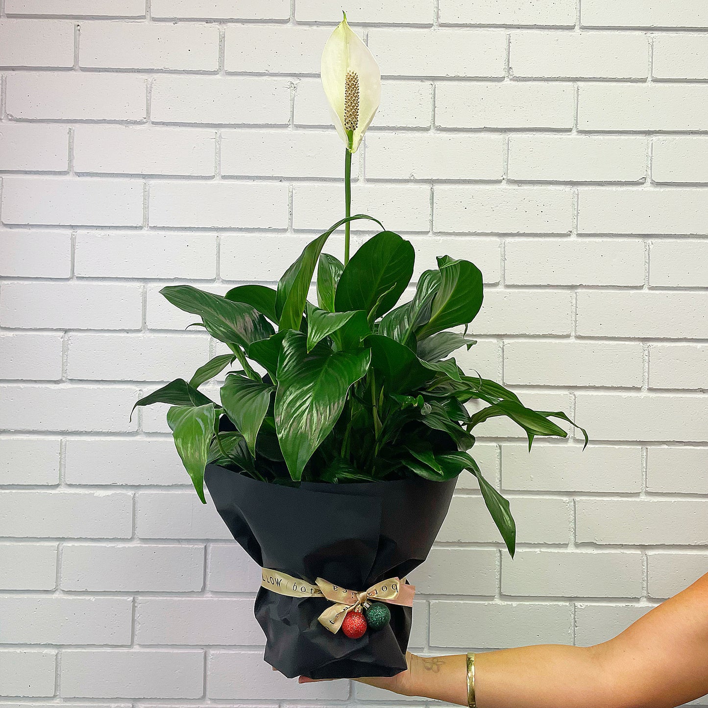 200mm Spathiphyllum