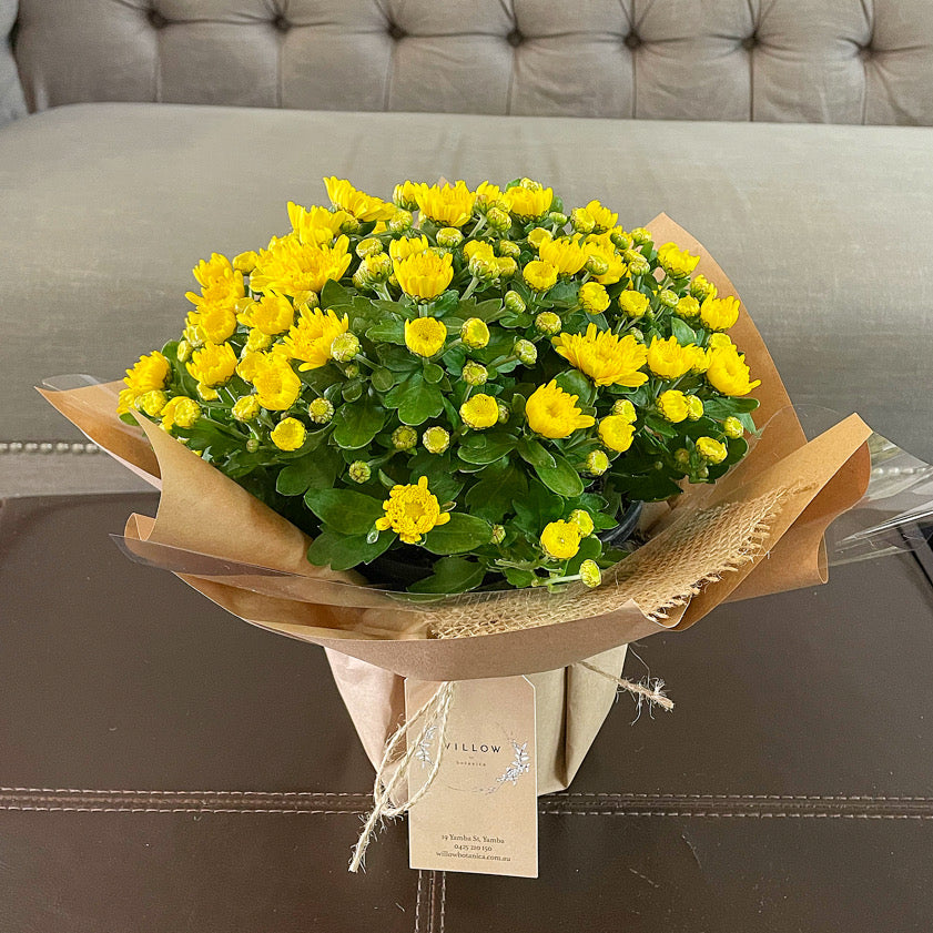 Chrysanthemum