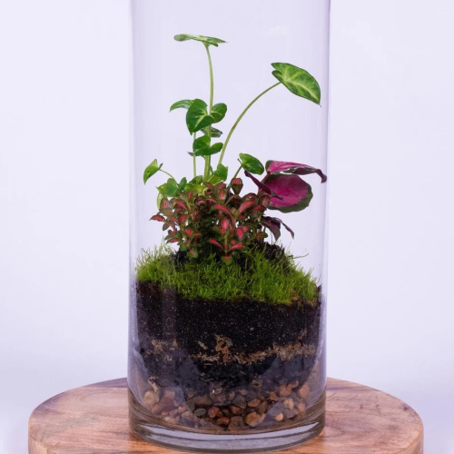 Glass, tall cylinder shaped terrarium containing seasonal plants. 15cm diameter and 40cm height. Available for delivery to Yamba, Maclean, Grafton & Iluka from Willow Botanica Florist.