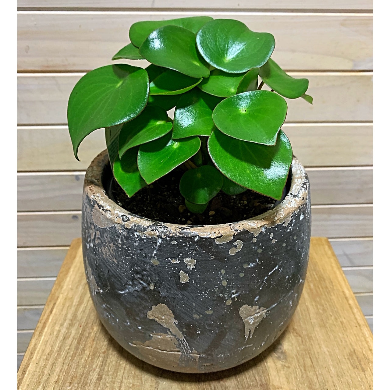 Peperomia - Raindrops - 130mm