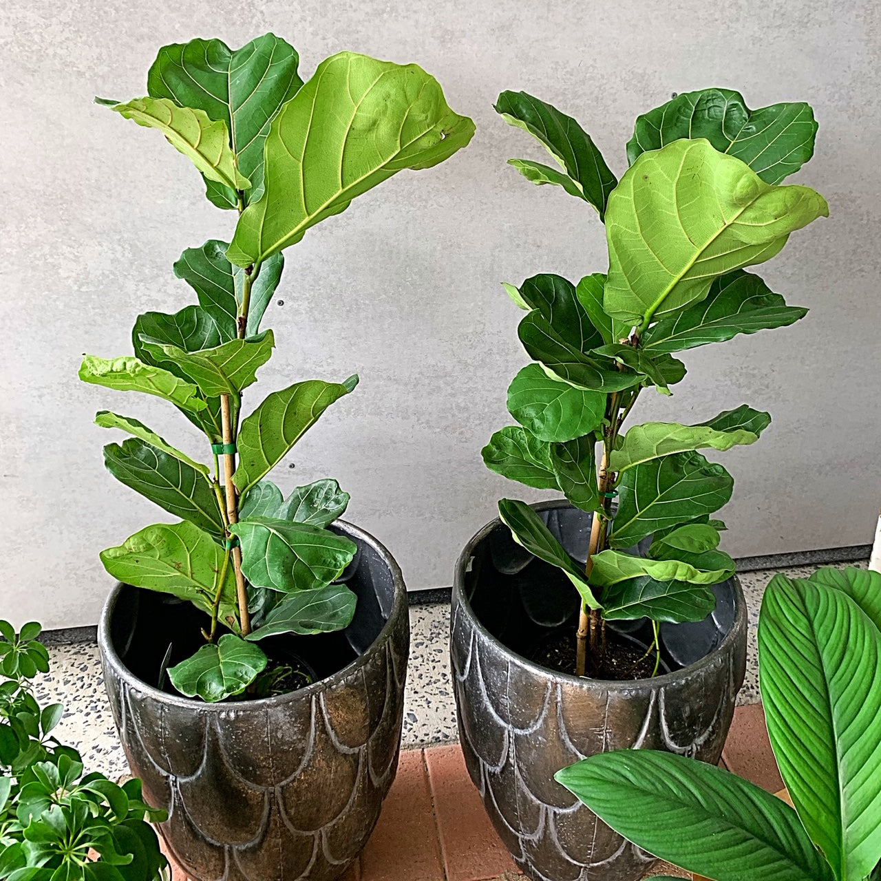 Striking foliage plant. Large sturdy leaves, with wavy texture and visible veins. Available for delivery to Yamba, Maclean, Grafton & Iluka from Willow Botanica Florist.