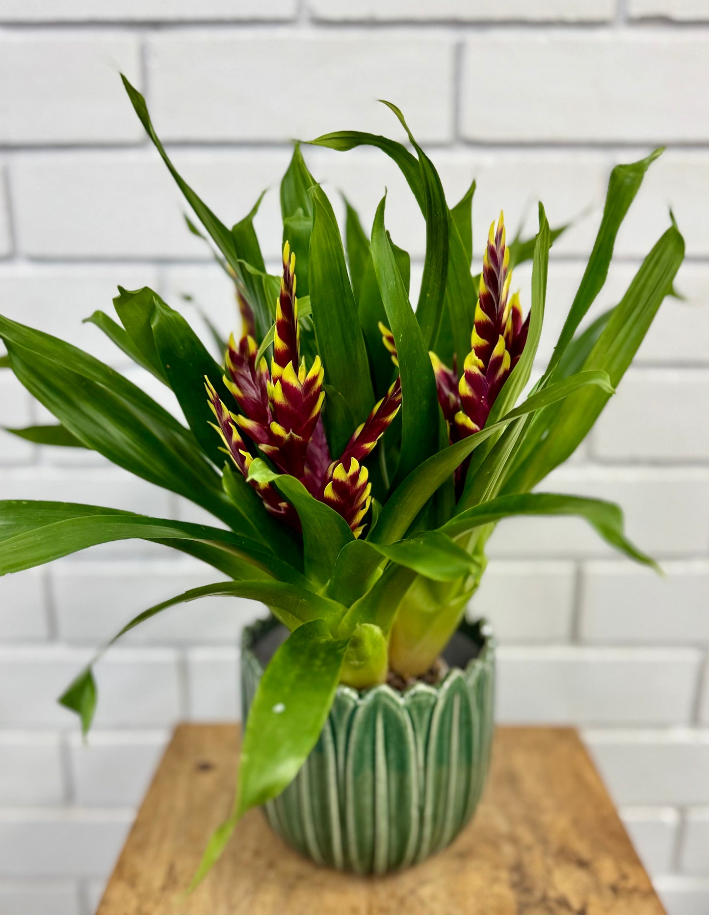 100mm Bromeliad