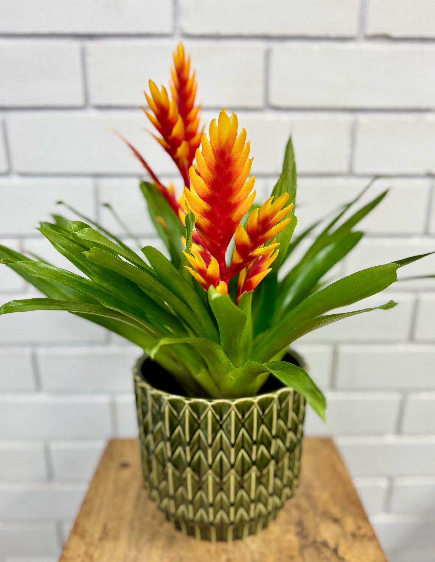100mm Bromeliad