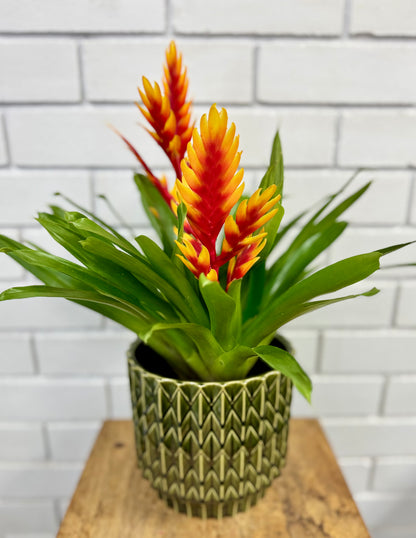 100mm Bromeliad