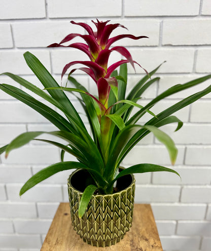 100mm Bromeliad