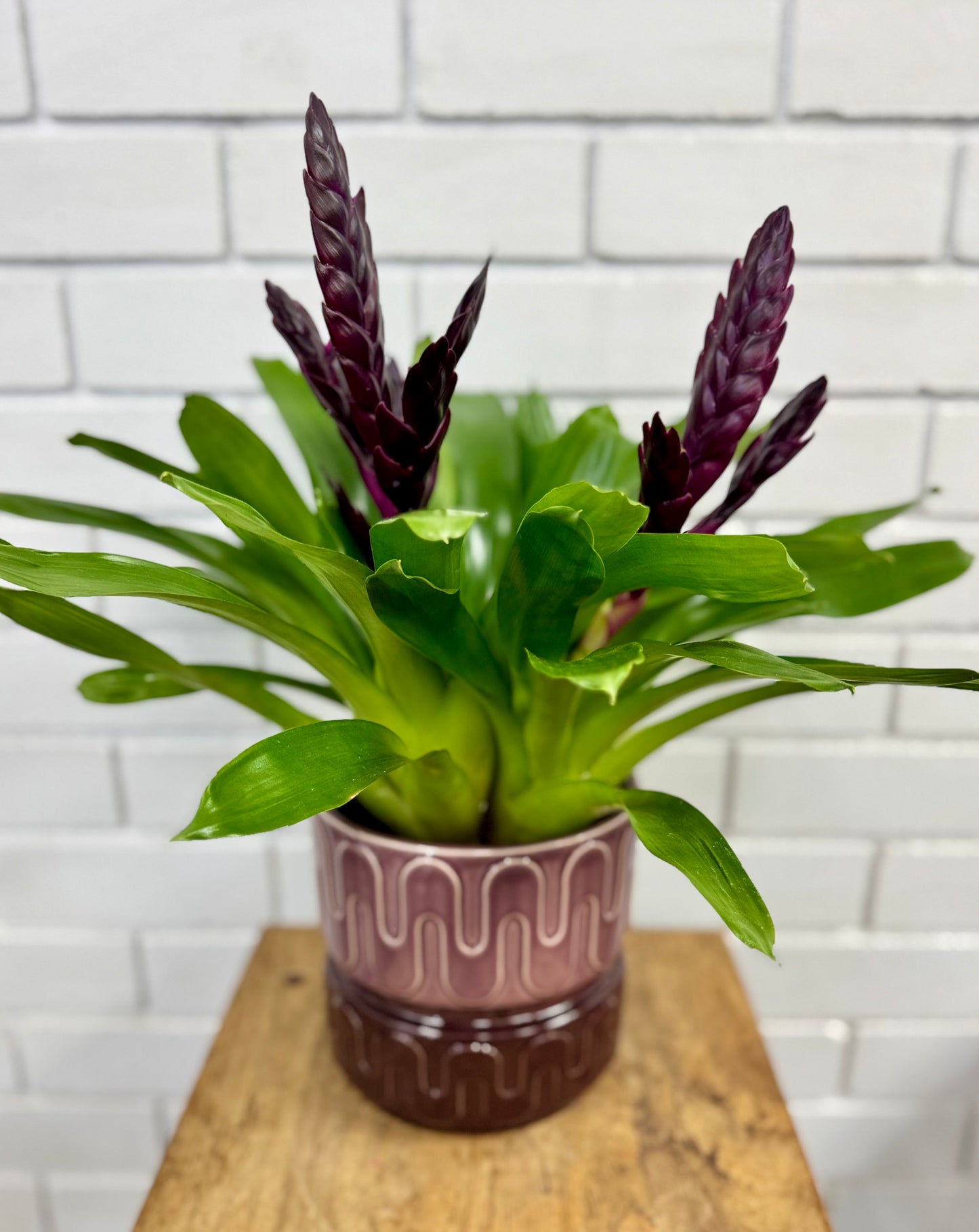 100mm Bromeliad