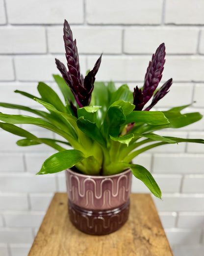 100mm Bromeliad