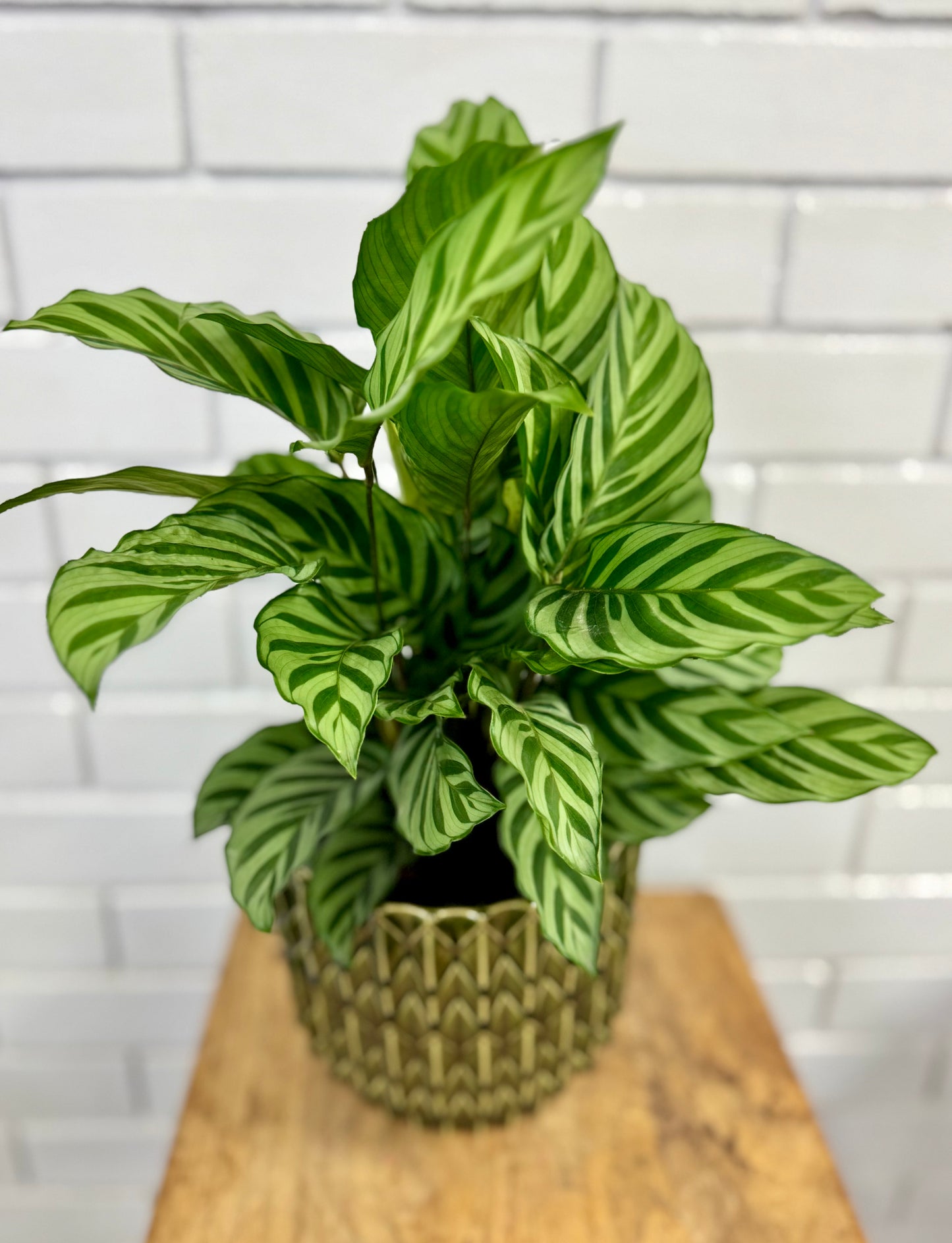 Calathea - Multicolour - 140mm