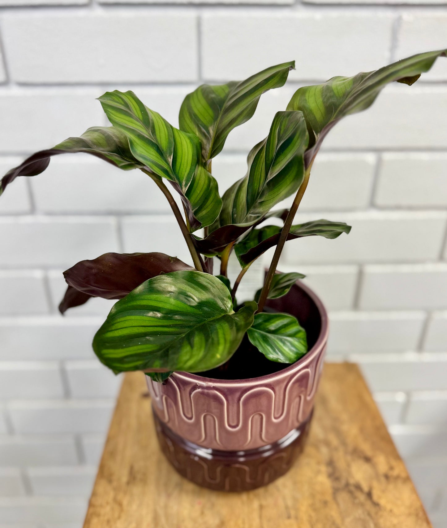 Calathea - Multicolour - 140mm