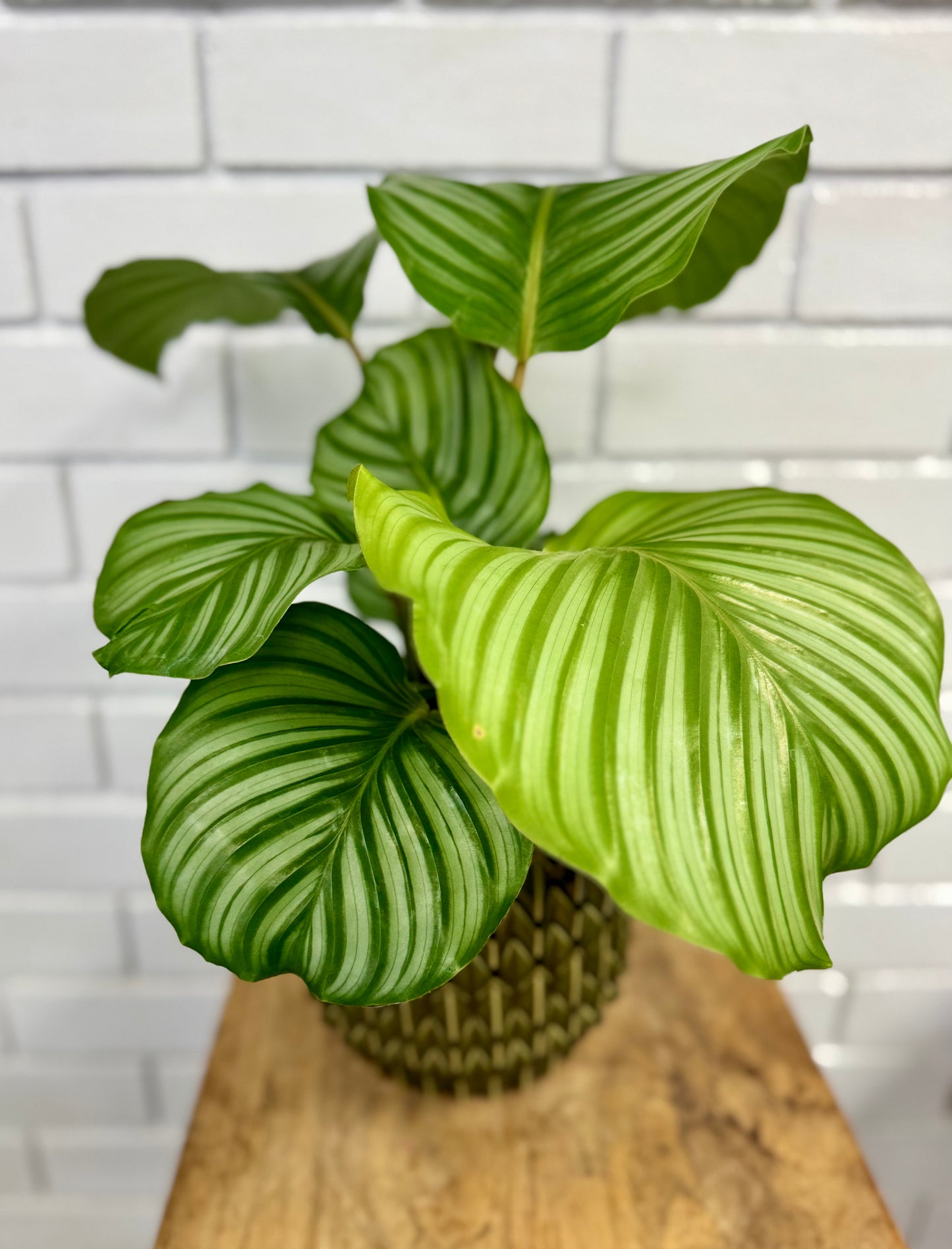 Calathea - Multicolour - 140mm