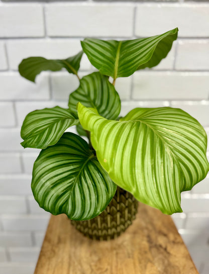 Calathea - Multicolour - 140mm
