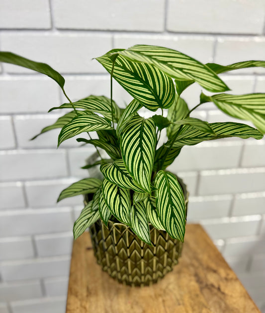 Calathea - Multicolour - 140mm