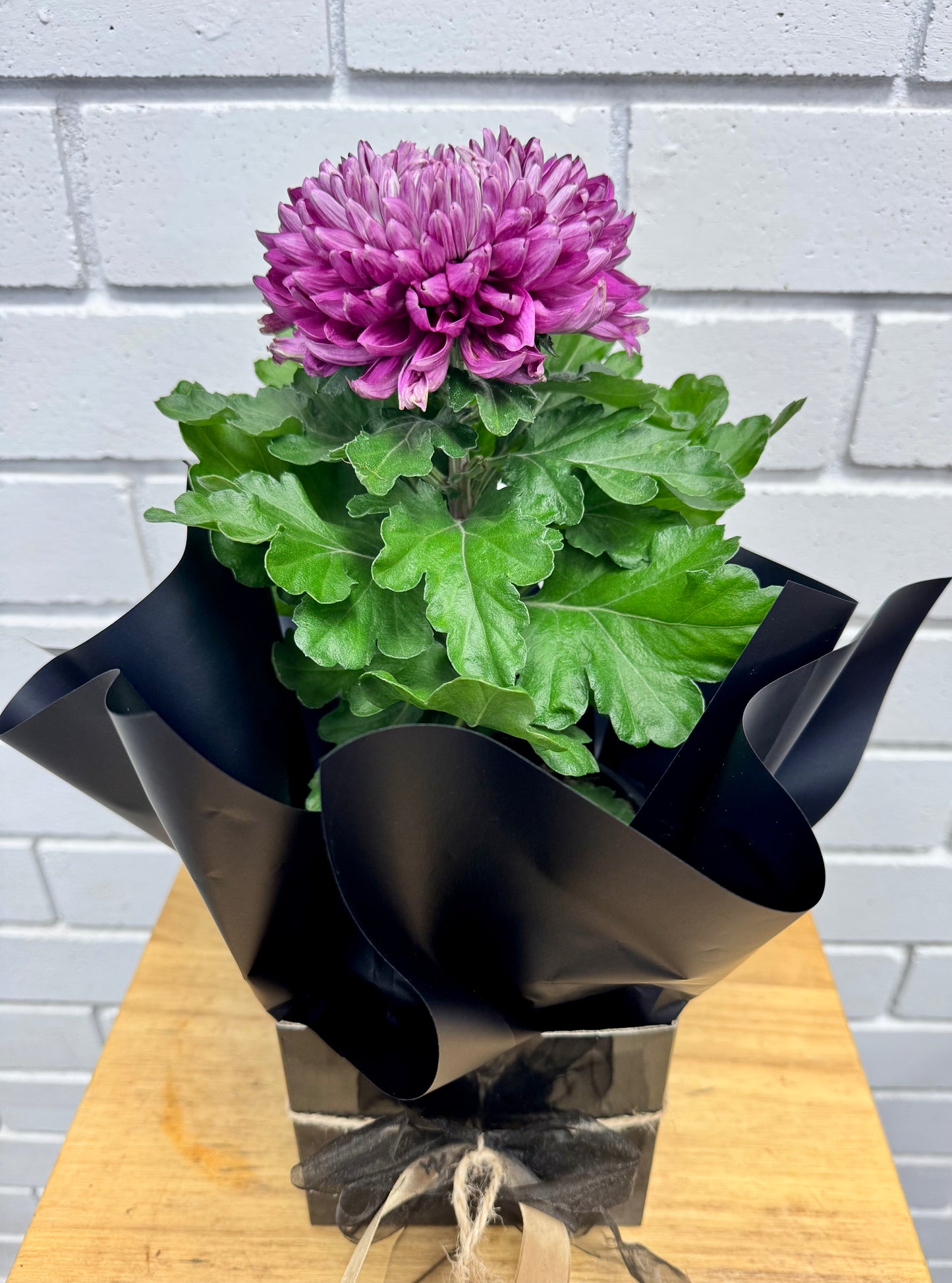 Chrysanthemum - Disbud - 140mm