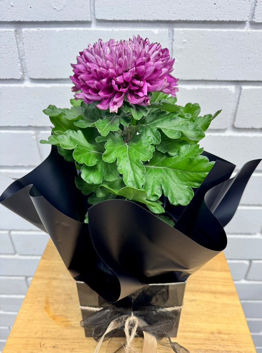 Chrysanthemum - Disbud - 140mm