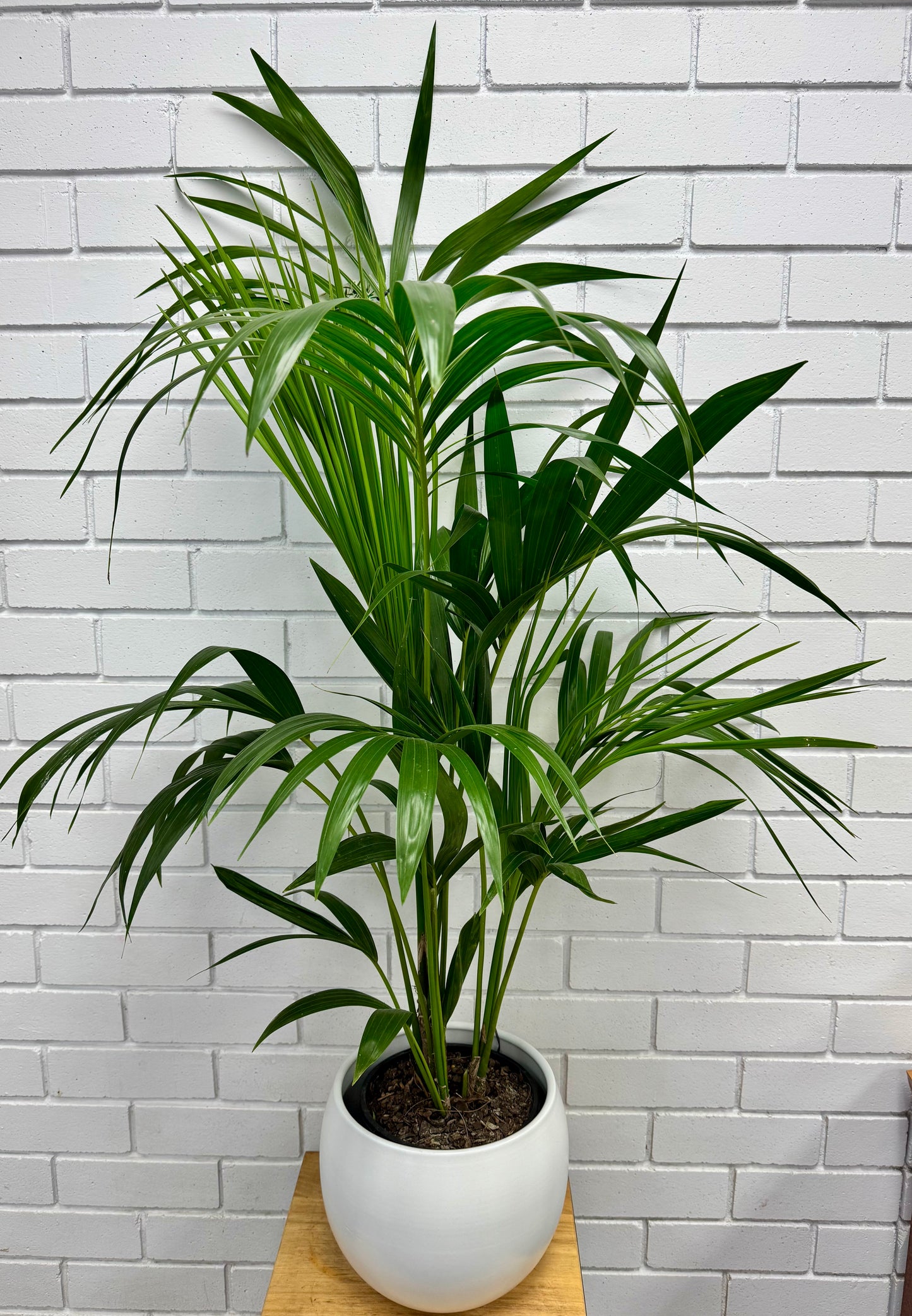 Kentia Palm