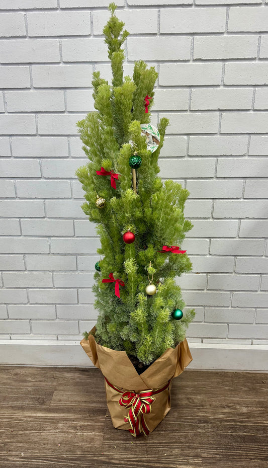 Christmas Tree - Large