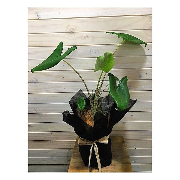 Foliage plant with distinctive striped stems and a single, large green leaf on the end of each stem. Available for delivery to Yamba, Maclean, Grafton & Iluka from Willow Botanica Florist.