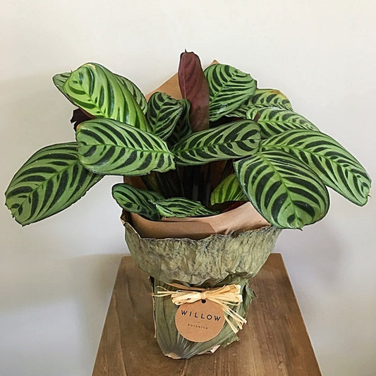 Tropical foliage plant. Distinctive striped leaves, with purple underside. Available for delivery to Yamba, Maclean, Grafton & Iluka from Willow Botanica Florist.