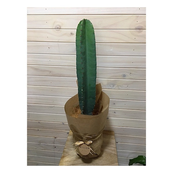 An elongated cactus plant, with well defined vertical ribs. Available for delivery to Yamba, Maclean, Grafton & Iluka from Willow Botanica Florist.