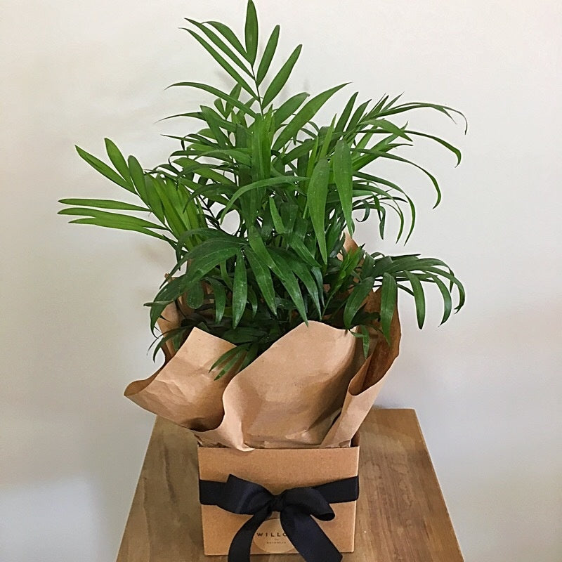 A small palm, with dark green, fern-like fronds. Available for delivery to Yamba, Maclean, Grafton & Iluka from Willow Botanica Florist. 