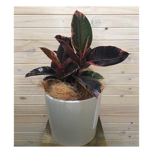 Indoor foliage plant. Large sturdy, glossy leaves, dark green with burgundy undertones. Available for delivery to Yamba, Maclean, Grafton & Iluka from Willow Botanica Florist. 