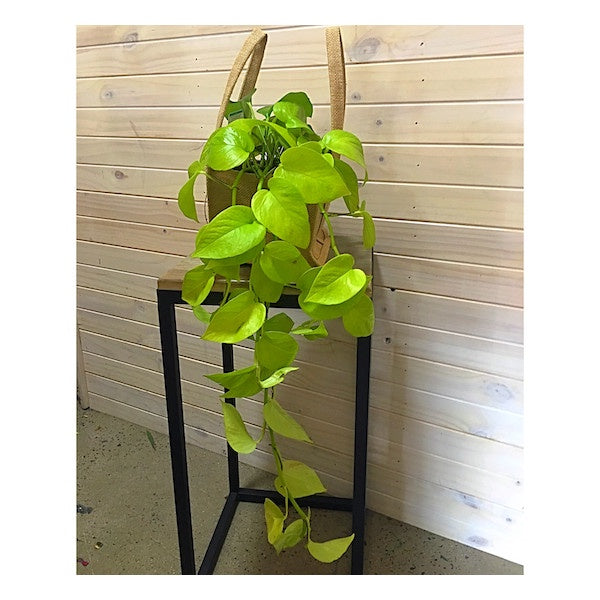 Philodendron - Brazil 175mm