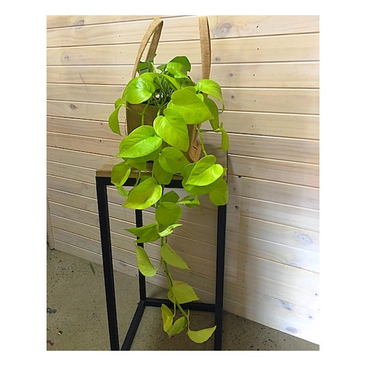 Philodendron - Brazil 175mm