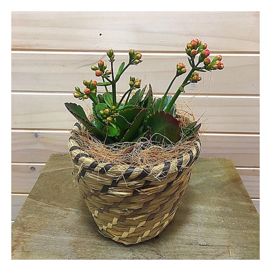 Kalanchoe