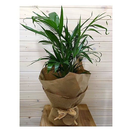 A lush, dwarf and trunkless palm tree. Available for delivery to Yamba, Maclean, Grafton & Iluka from Willow Botanica Florist