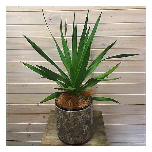 Dracena - 140mm