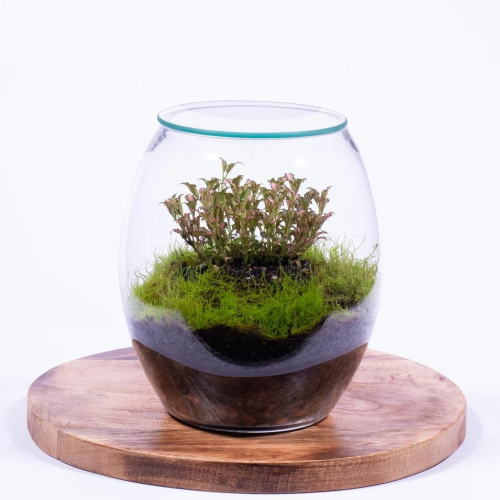 Glass, mini Elipse shaped terrarium containing seasonal plants. 19cm diameter and 13cm height. Available for delivery to Yamba, Maclean, Grafton and Iluka from Willow Botanica Florist.