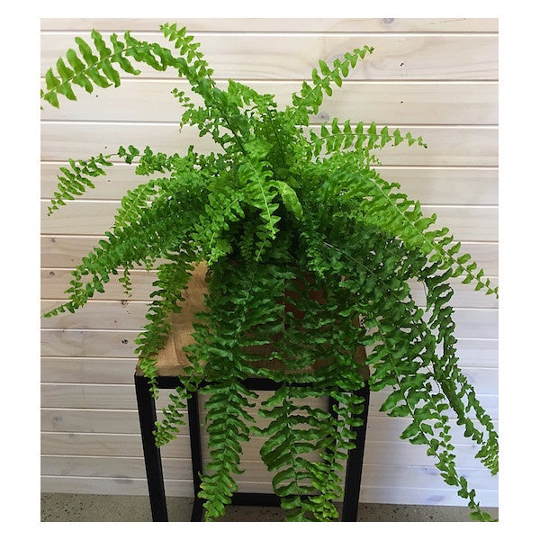 Leafy foliage plant, perfect for hanging baskets. In 200mm pot. Available for delivery to Yamba, Maclean, Grafton & Iluka from Willow Botanica Florist.
