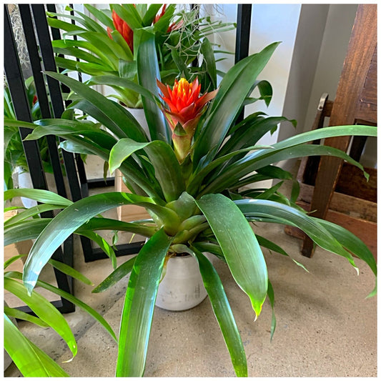 140mm Bromeliad
