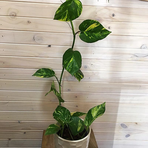 A trailing, vine like plant, with large variegated leaves. Available for delivery to Yamba, Maclean, Grafton & Iluka from Willow Botanica Florist.