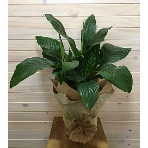 250mm Spathiphyllum