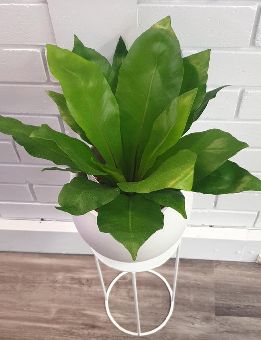 A lush foliage plant, with large, tropical like leaves. Available for delivery to Yamba, Maclean, Grafton & Iluka from Willow Botanica Florist.
