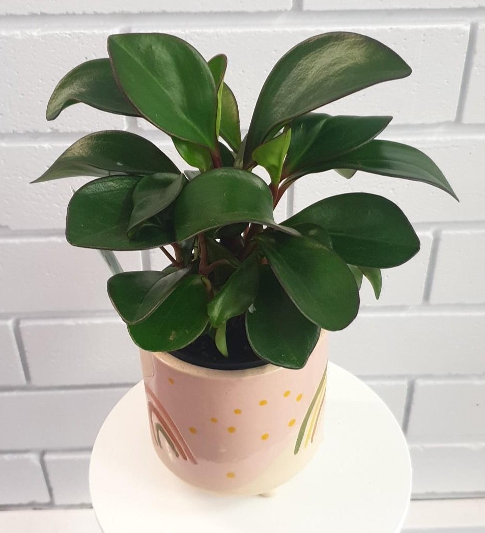 A small indoor plant, with dark green, fleshy leaves. Available for delivery to Yamba, Maclean, Grafton & Iluka from Willow Botanica Florist. 