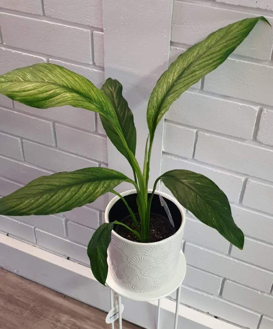 Classic indoor plant, with long, green, variegated leaves. Available for delivery to Yamba, Maclean, Grafton & Iluka from Willow Botanica Florist. 