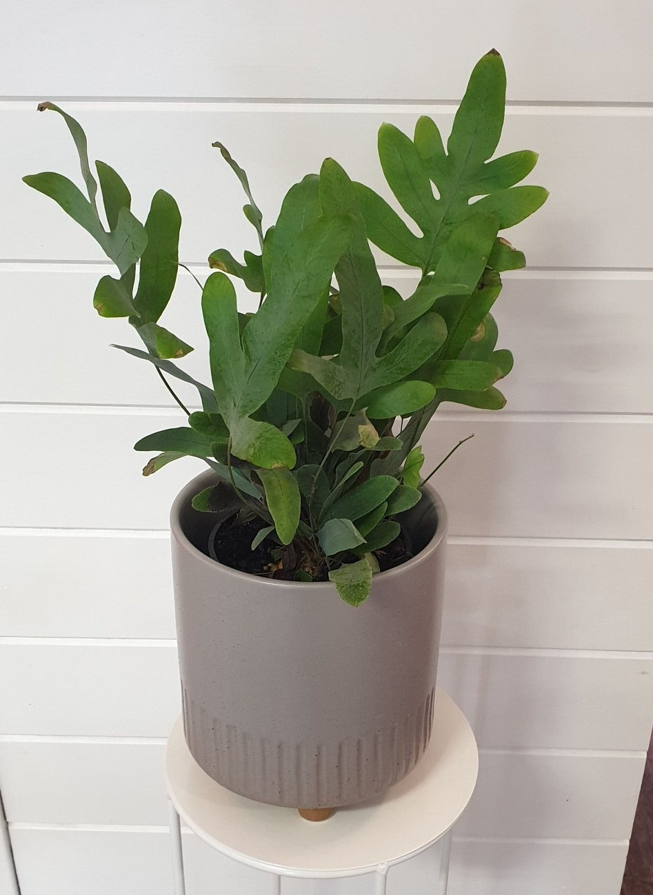 Pictured is a Blue Star fern. Lush, foliage plant, with upright leaves. Available for delivery to Yamba, Maclean, Grafton & Iluka from Willow Botanica Florist.