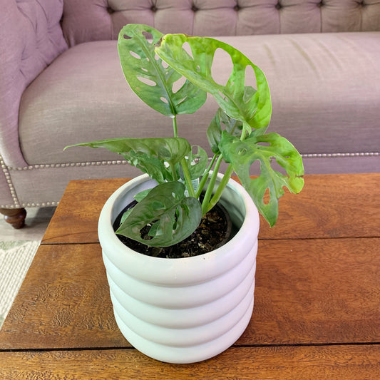 Monstera - Adansonii 130mm