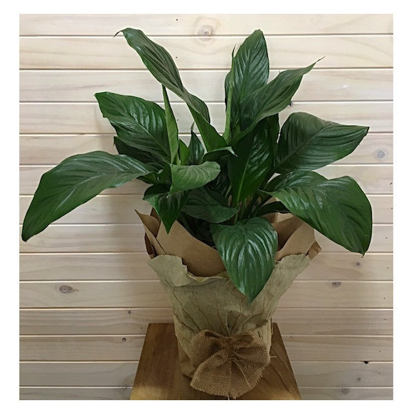 Spathiphyllum Peace Lily pot plant. Green foliage with white flowers. Available for delivery to Yamba, Maclean, Grafton & Iluka from Willow Botanica Florist